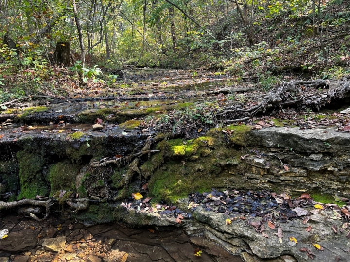 Herp habitat